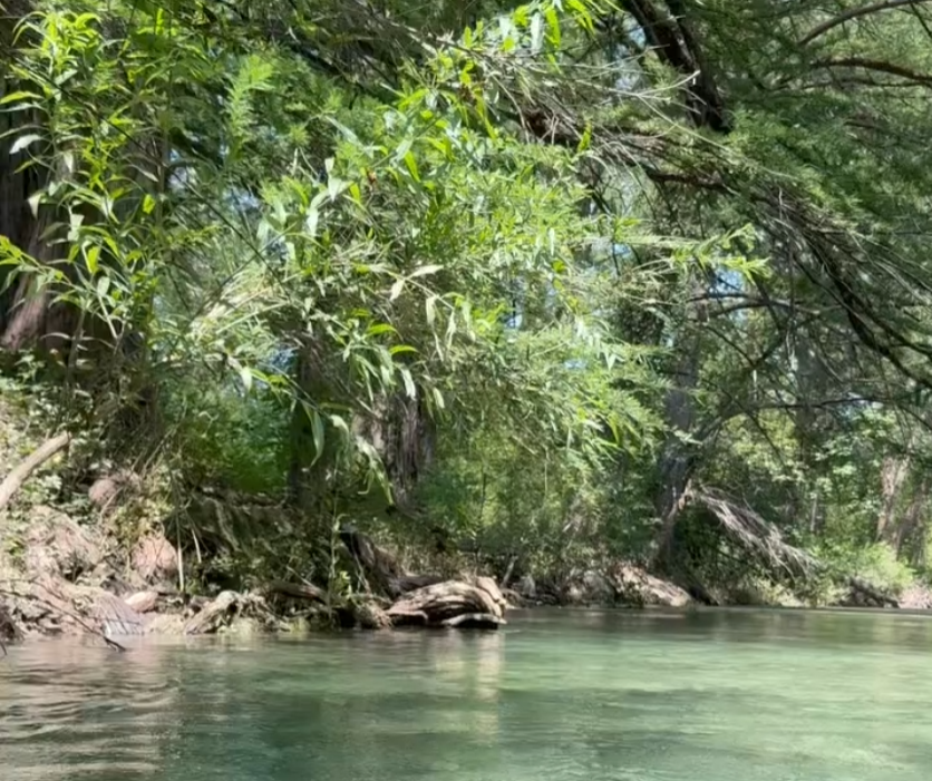 a river with trees and rocks